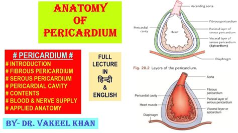 Fibrous Pericardium Diaphragm