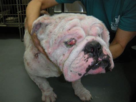 What causes cherry eye in french bulldogs? Reed | Georgia English Bulldog Rescue