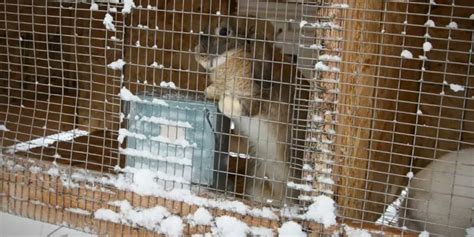 How Cold Can A Pet Rabbit Tolerate Winter Temperatures Hutch And