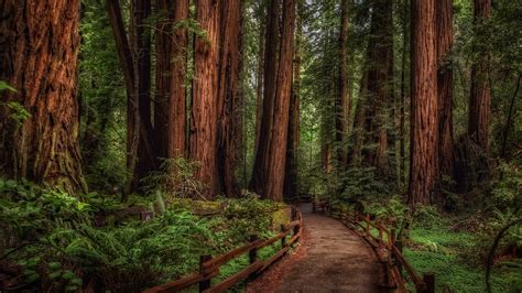 Redwood Trees Desktop Wallpapers Top Free Redwood Trees Desktop