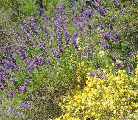 In case you haven't noticed in your social media feeds, spring has hit california hard! Monkey flowers for California gardens | California ...
