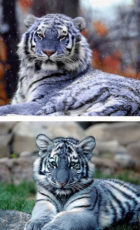 Stunningly Beautiful Maltese Tiger Blue Tigers Maltese Tiger