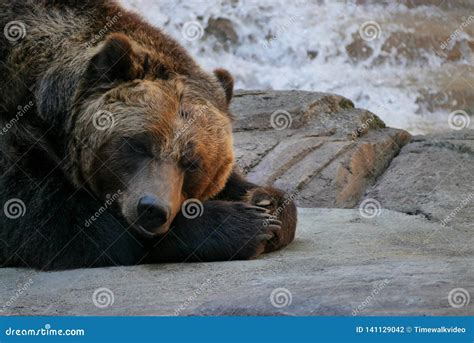 Tired Grizzly Bear Lies Down On Rock Stock Photo Image Of Species