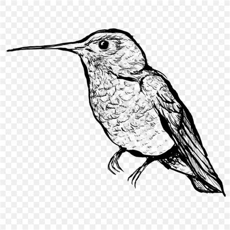 Hummingbird Beak Line Art Drawing Png 894x894px Hummingbird Art