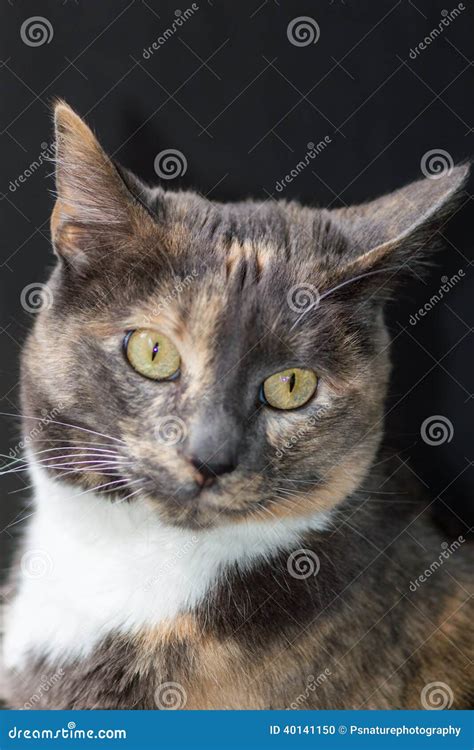 Tortoiseshell Cat Portrait Stock Photo Image Of Background 40141150