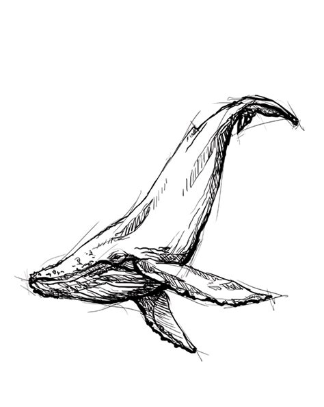 The top side should have a hump in the middle, before taking a curving. humpback whale on Behance | 고래 그림, 새 문신, 판타지 일러스트레이션
