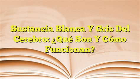 Sustancia Blanca Y Gris Del Cerebro Qué Son Y Cómo Funcionan