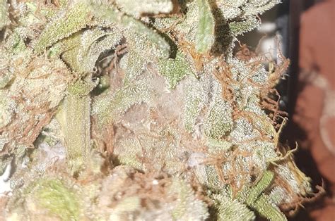 There are many species of this mite and they cause plants or trees to develop balls (called galls) on leaves or branches. How to get rid of spider mites on drying buds | 420 Magazine