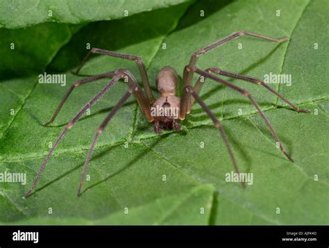 Brown Recluse Spider Loxosceles Reclusa Fotografías E Imágenes De Alta