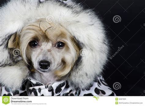 Chinese Crested Dog Stock Image Image Of Adorable Crested 35927829