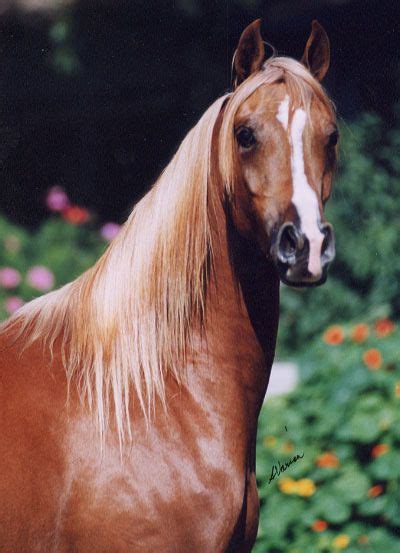 Miz Alada V Victoria Arabians Llc Palomino Horse Andalusian Horse