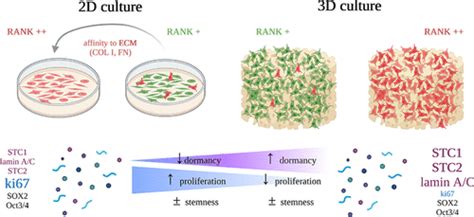 3d Culture Modeling Of Metastatic Breast Cancer Cells In Additive