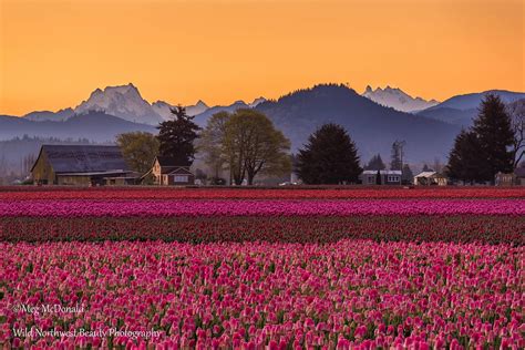 Skagit Valley Tulip Fields Washington State Pacific Northwest Travel