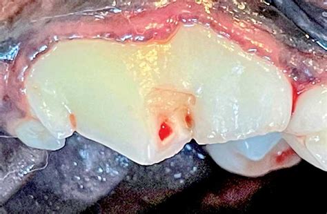Treatment Options For Carnassial Tooth Fractures In Dogs Veterinary