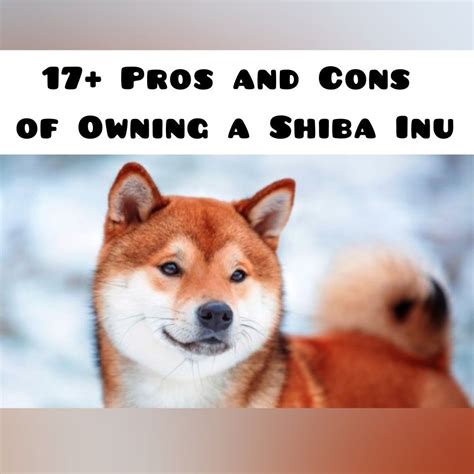 17 Pros And Cons Of Owning A Shiba Inu In 2021 Shiba Inu Shiba