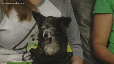 Vets now middlesbrough, c/o pdsa pet hospital, acklam road, middlesbrough, ts4 4eb, , we are open bank holidays. Fetch ME a Home: Pete, the chihuahua mix, available for ...