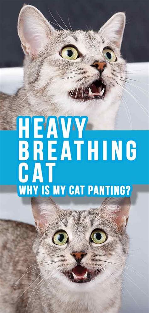 Heavy Breathing Cat - Why Is My Cat Panting or Breathing ...