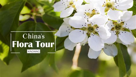 Chinas Flora Tour City Famous For Fragrant Pears Cgtn
