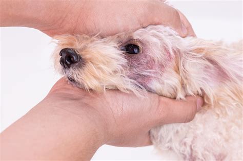 Foto De Veterinário Inspeciona Cachorro Com Irritação Na Pele Com