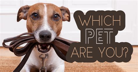 Which Pet Are You Quiz