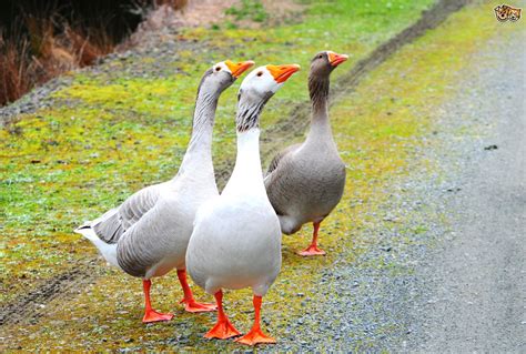 1280 x 960 jpeg 199 кб. Why You Should Keep Geese | Pets4Homes