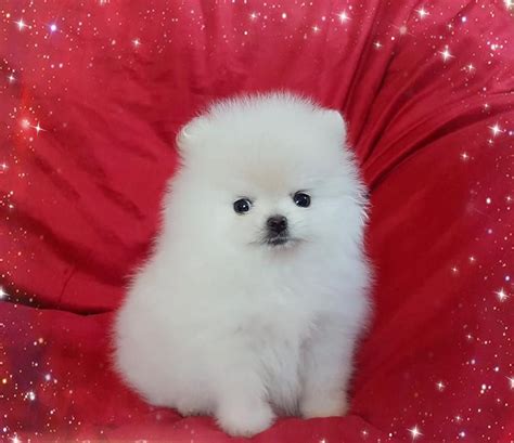 Gorgeous Pomeranian Puppies For Sale Petdeals Co Uk