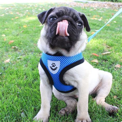 In this post, we will explain the benefits of using collars/harnesses for your dogs. Dog Harness Collar for Dogs Harness Soft Retractable Pet ...