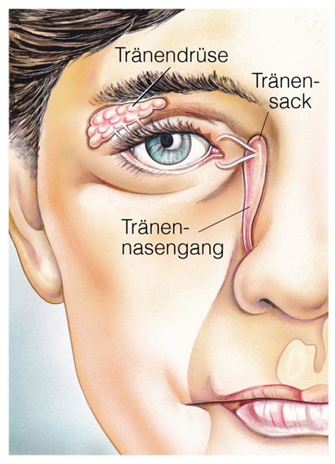 Krankheitserreger oder einen fremdkörper wie ein splitter im finger. Verstopfter Tränenkanal: Symptome & Therapie | aumedo