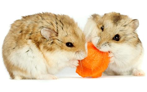 A Complete Dwarf Hamster Care Guide From Feeding To Housing And More