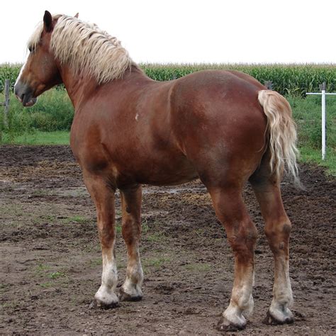 Belgian horses first came to the united states in 1866. Equine Belgian Horse 08 by FantasyStock on DeviantArt