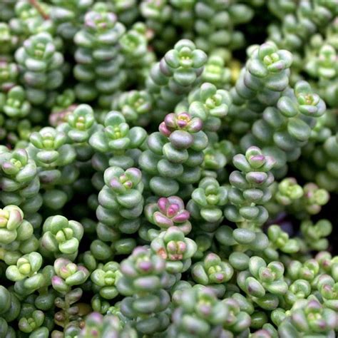 175 best images about Grow: Succulents Zone 6 Hardy on Pinterest