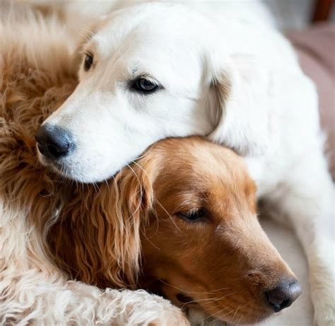 18 Dog Hugs That Will Warm Your Heart