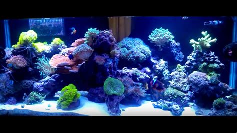 75 Gallon Reef Tank Aquascape Academia Vaisnava Bogota