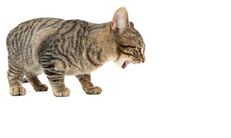 Cat throwing up hairball ネコちゃんを吐くこと! Ask the Vet: Is it Normal For Cats to Throw Up After They ...