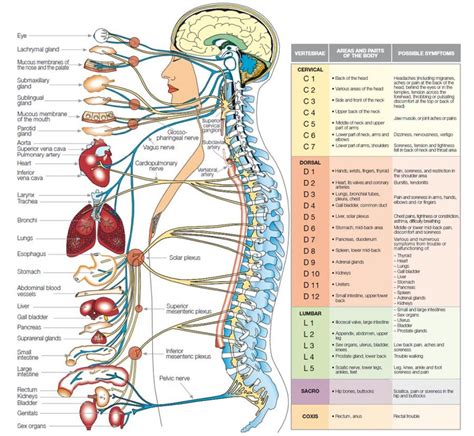 The nervous system forms the major communication and regulatory centre as well as the control the nervous system, along with the endocrine system, regulates homeostasis. Body Nervous System Diagram Innervation Area In Detail