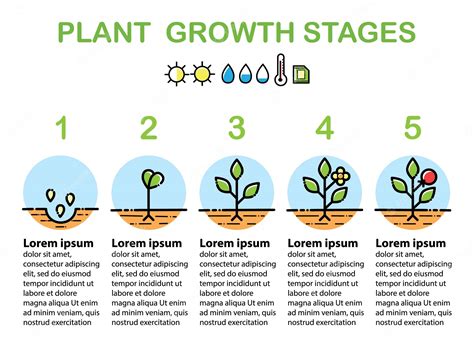 Infografía De Las Etapas De Crecimiento De Las Plantas Iconos De La