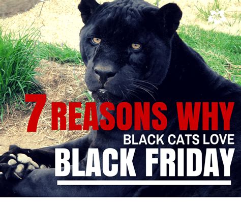 7 Reasons Why Black Cats Love Black Friday The Wildcat Sanctuary