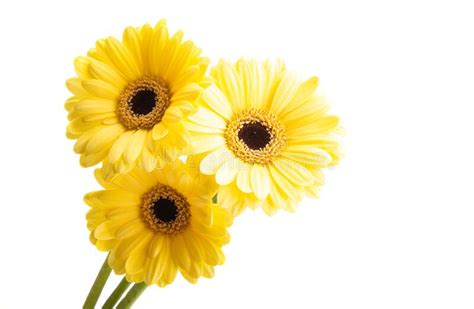 Gerbera Flower Isolated Stock Photo Image Of Spring 210790516