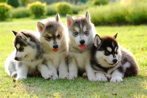 But huskies are another category of cuteness altogether. 4 Things to Know About Siberian Husky Puppies | Greenfield Puppies
