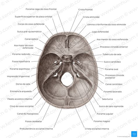 Crânio Humano Forames Fissuras E Conteúdo Kenhub