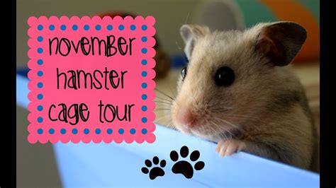 November Hamster Cage Tour Alexander Cage Youtube