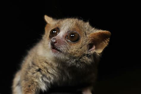 We did not find results for: Adorable lemur paints a picture of Madagascar's past ...