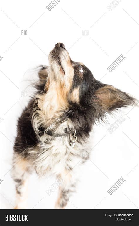 Small Dog Big Ears Image And Photo Free Trial Bigstock