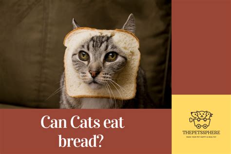 Can Cats Eat Bread Explained The Pets Sphere