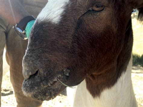 Scabby Mouth Small Ruminants