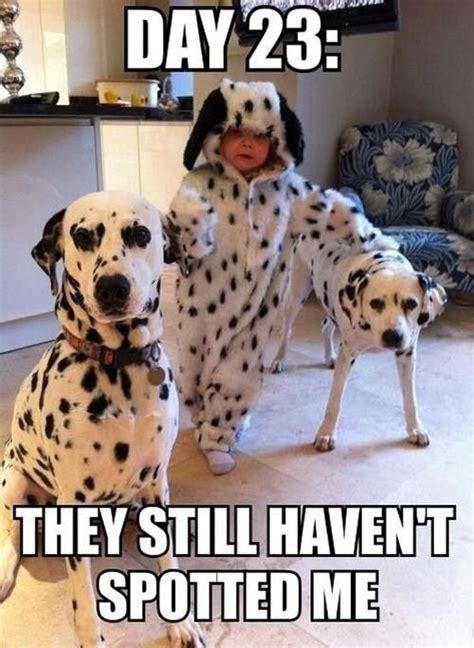 Funny Dog Cartoons With Captions Funny Dog And Cat Photos With