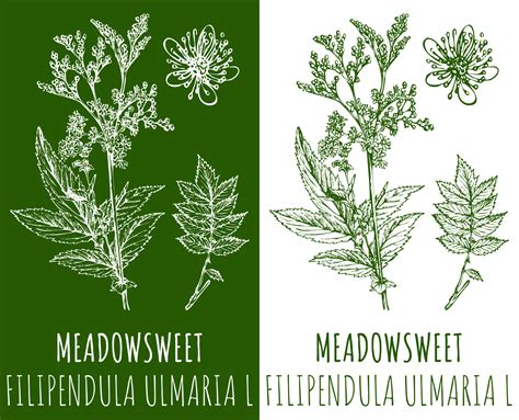 Drawings MEADOWSWEET. Hand drawn illustration. Latin name FILIPENDULA
