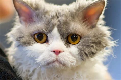 Selkirk Rex Cat Breed Profile Health Traits Groom Care Catbounty