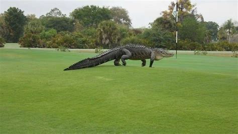 A Farmer In Georgia Discovers A Massive 700 Pound Alligator In A Ditch