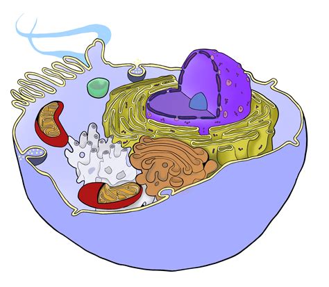Vtct Anatomy And Physiology Human Cell Essential Training Solutions